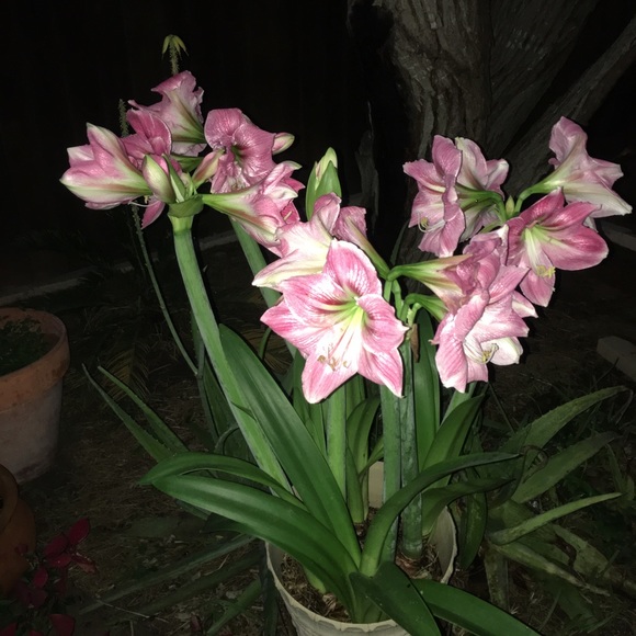 Meet your Posher, Juanita - Picture 1 of 1